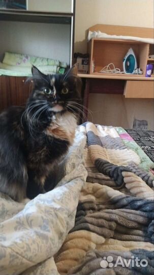 В добрые руки бесплатно