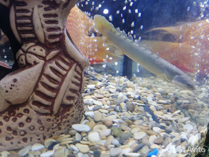 Полиптерус синегальский