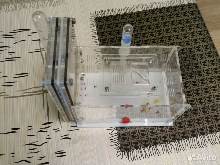 Муравьиная ферма (Messor Structor, матка+расплод)