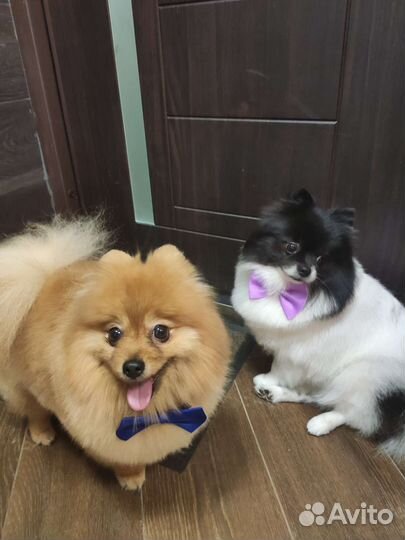 Стрижка собак/Экспресс-линька собак,кошек Груминг