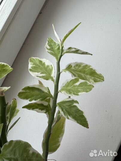 Педилантус комнатное растение вариегатное