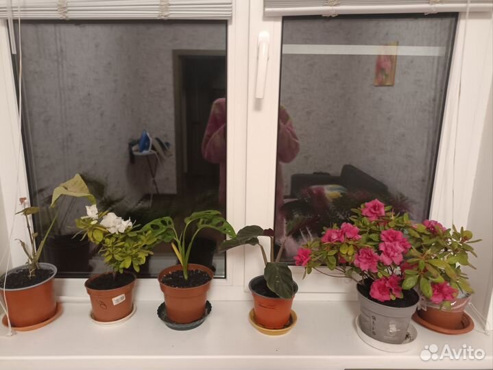 Комнатные цветы