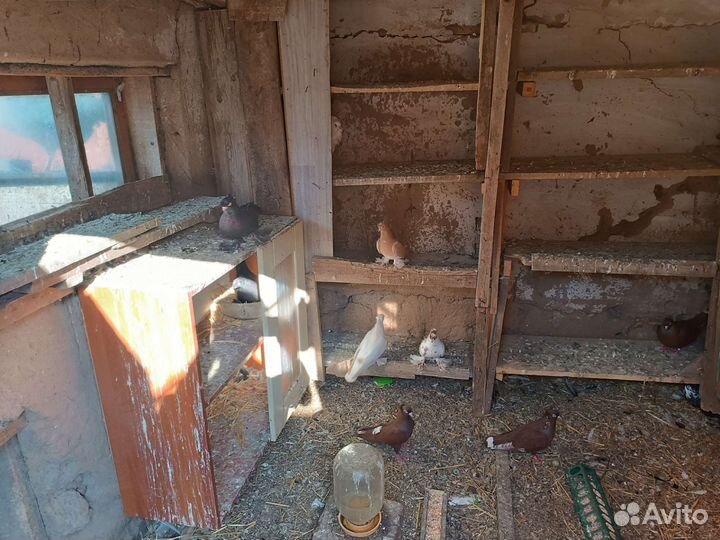 Голуби узбеки продажа