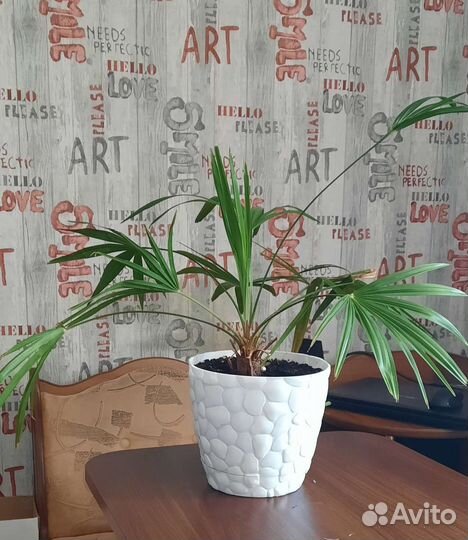 Финиковая пальма