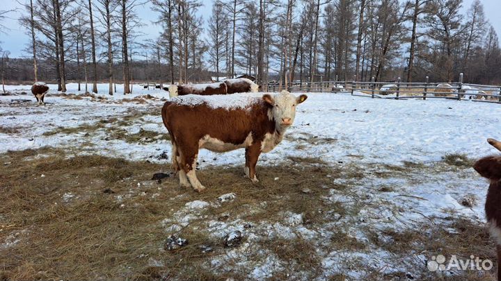 Коровы телята для разведения