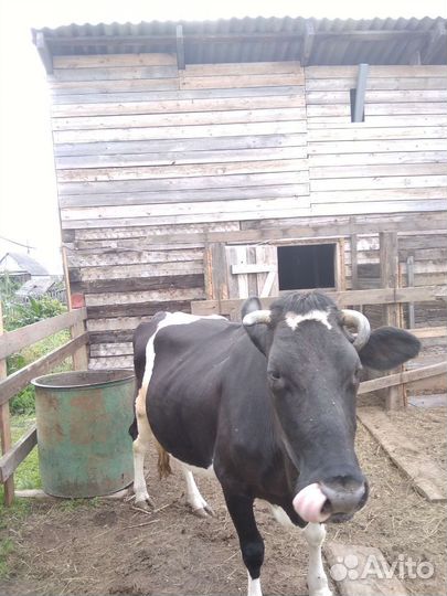 Корова дойная