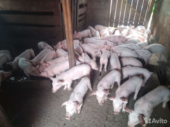 Поросята племенные