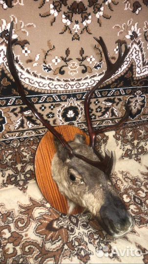 Голова оленя