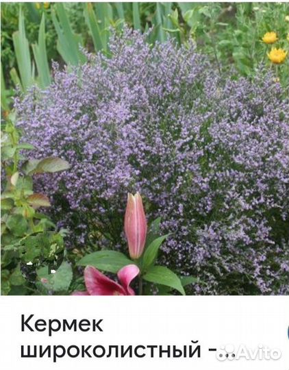 Садовые многолетники