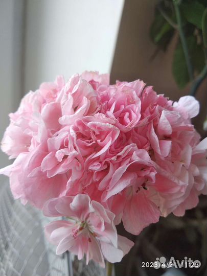 Пеларгония герань