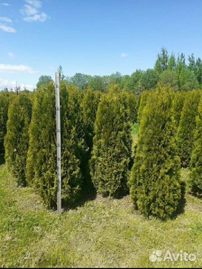 Туя Смарагд