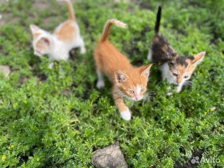 Котята в добрые руки