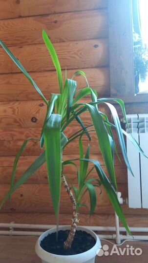 Юкка. Комнатные цветы
