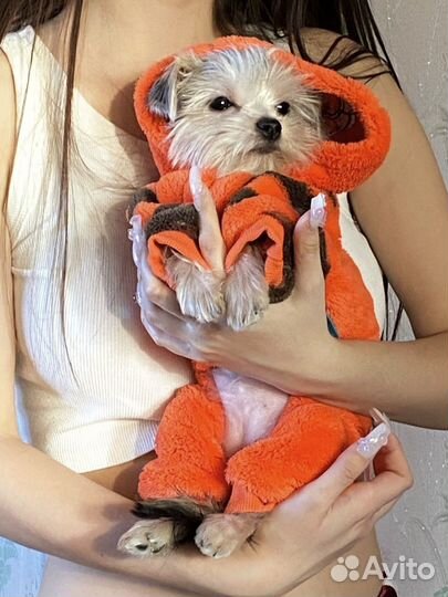 Комбинезон для собак мелких пород