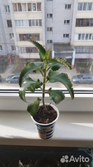 Каланхоэ лечебное лекарь