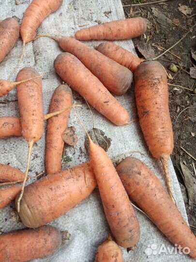 Морковь
