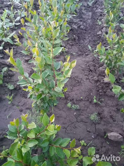 Дерен пестролистный бирючина,кизильник блестящий