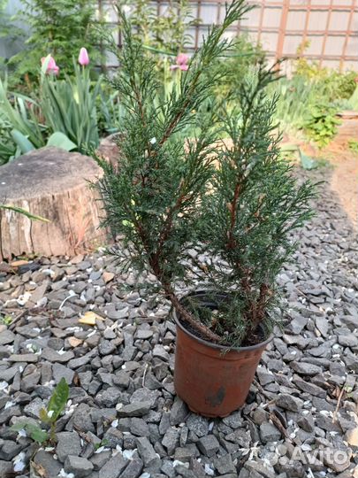 Можжевельники и ирисы