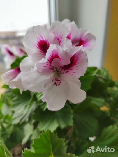 Пеларгония герань королевская