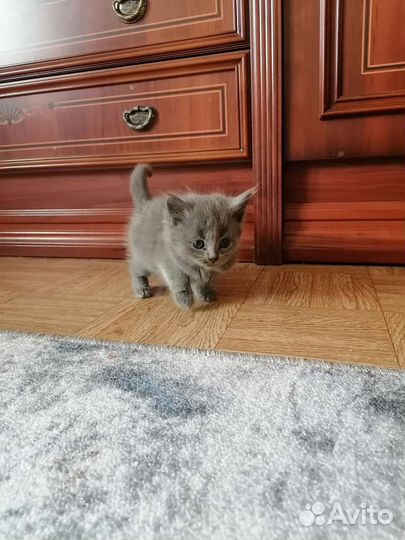 Котенок 3 месяца (мальчик )