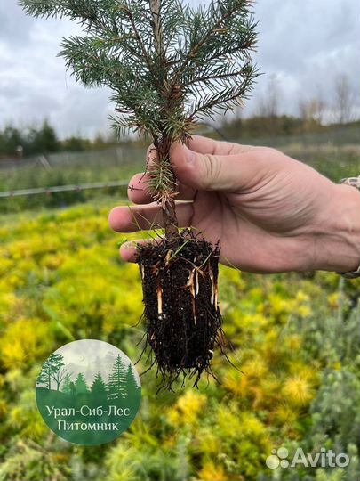 Сосна зкс окс сеянцы Ель Лиственница Голуб Горная