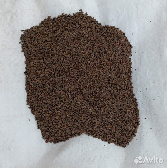 Фацелия гост