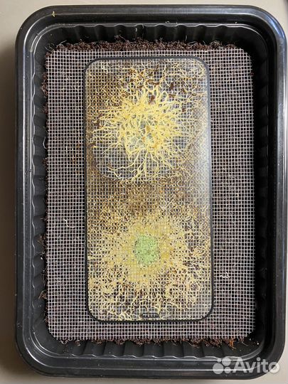 Нематода, гриндаль, аулофорус