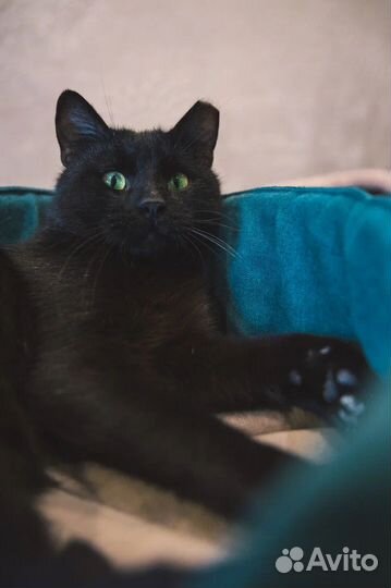 Котик Марик