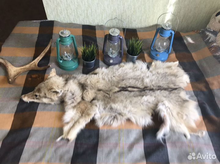 Продам шкуру волка