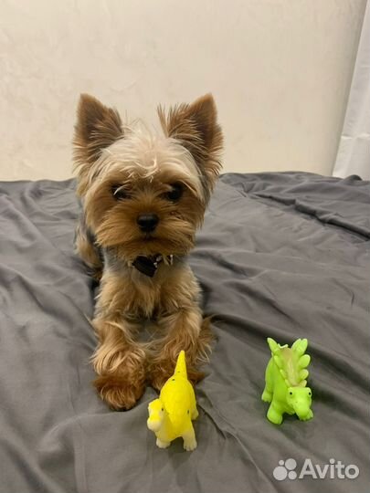 Йоркширский терьер