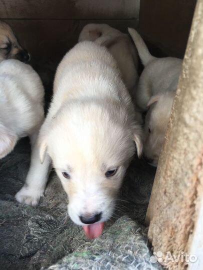 Щенки даром