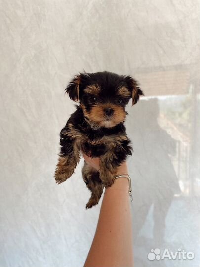Йоркширский терьер девочка