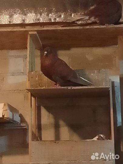 Николаевские голуби