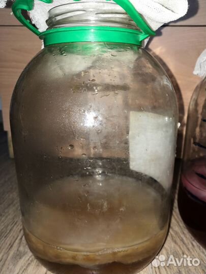 Чайный Гриб здоровье