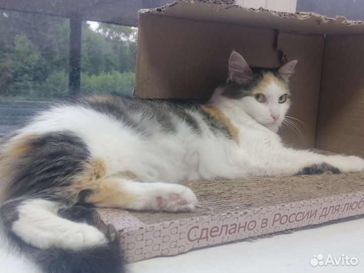 Кошечка Милашка в добрые руки