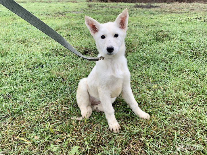 Швейцарская овчарка