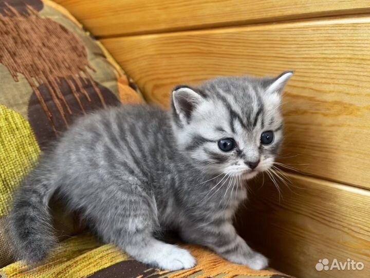 Шотладские котята