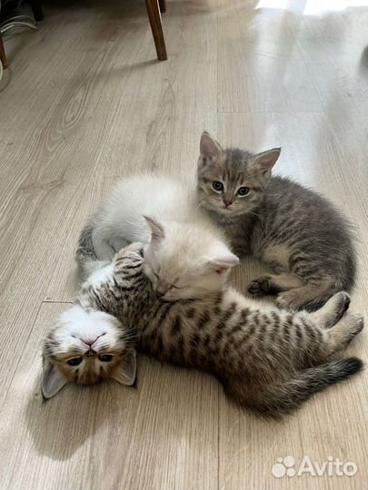 Кошка в дар бесплатно