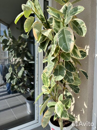 Фикус 1,6 м