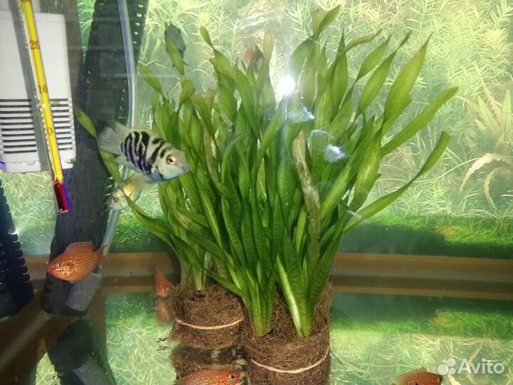 Аквариумный растения, рыбки
