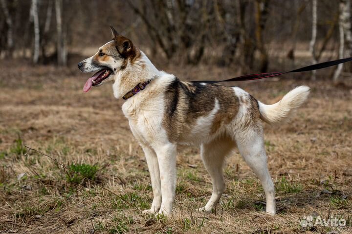 Рокси. Самая любвеобильная собака приюта