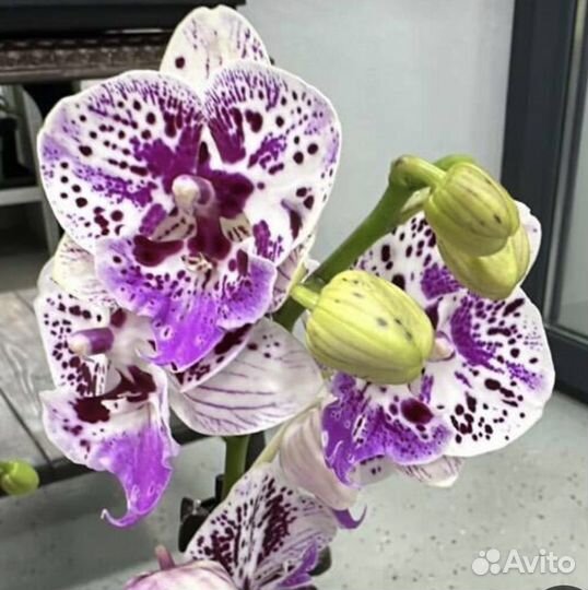 Орхидея фаленопсис биглип