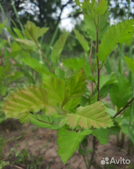 Боярышник крупноплодный саженцы