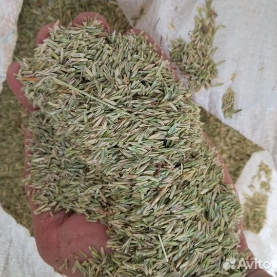 Семена газонной травы райграс