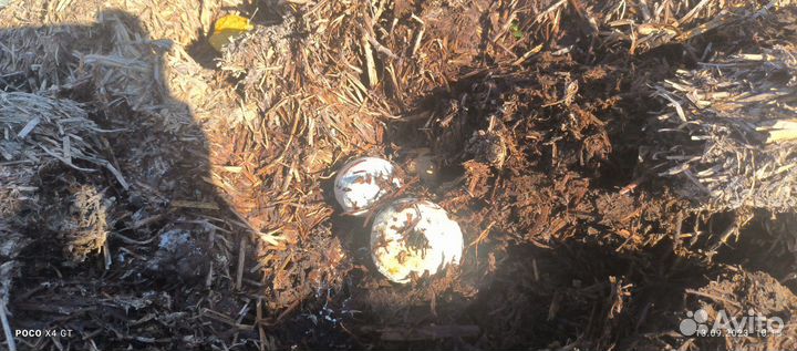 Грибы шампиньоны