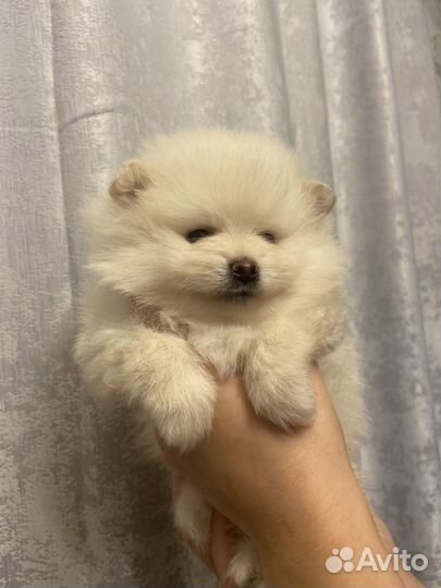 Щенки шпица