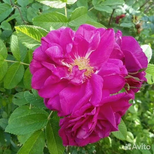 Роза ругоза