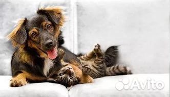 Стрижка, передержка животных, выгул собак