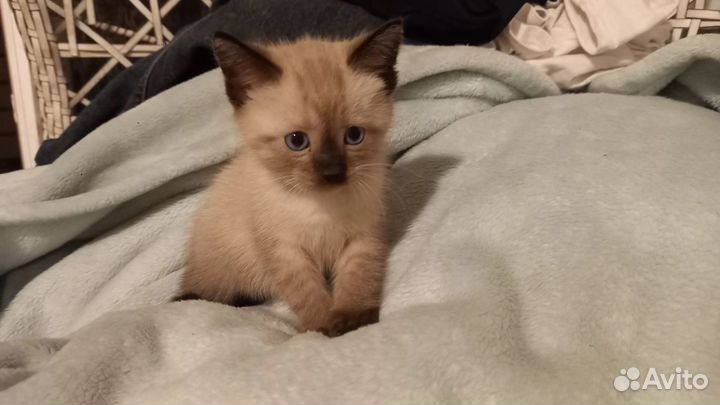 Котенок в добрые руки