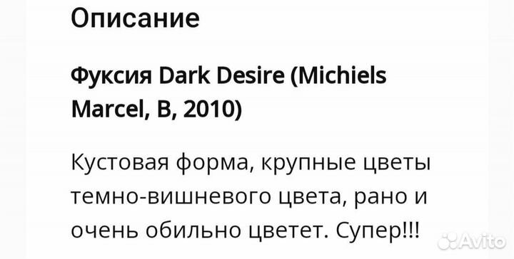 Черенки фуксии